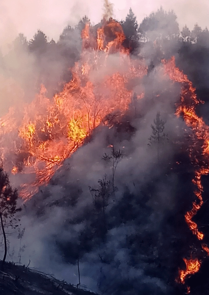 Vụ cháy rừng xảy ra ngày 1/4 tại thôn Lục Phủ, xã Bắc Sơn gây thiệt hại hơn 6 ha rừng thông.