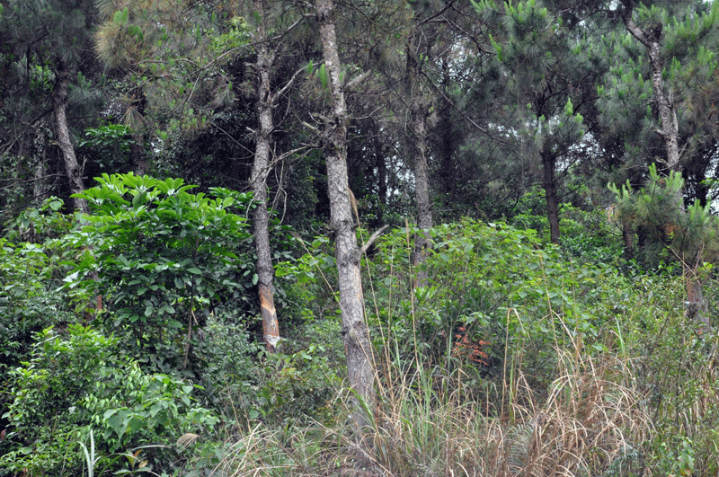 Nhiều diện tích rừng thông chưa đến tuổi khai thác đã bị khai thác nhựa trái phép tại Móng Cái.