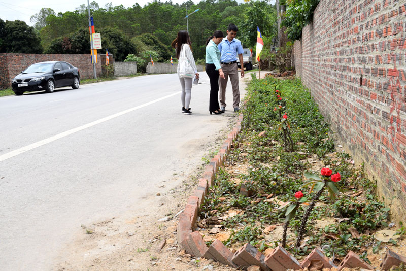 Gần 2 km đường khu 5, phường Quang Trung (TP Uông Bí) được trồng hoa ven đường thay thế các đống rác tự phát trước đâ