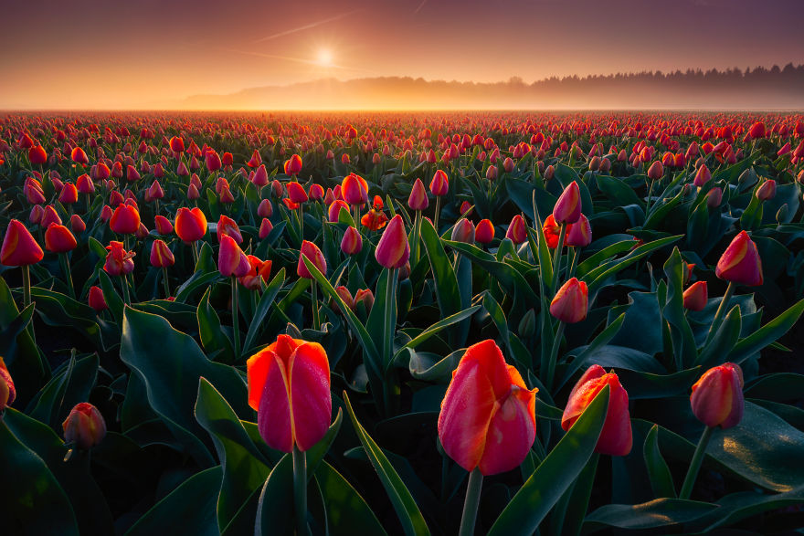 Tháng tư đến tháng năm là dịp để xứ sở “cối xay gió” náo nức đón chào lễ hội hoa tulip - một trong những sự kiện lớn nhất trong năm thu hút hàng triệu du khách. Cùng với đó là những câu chuyện về hoa tulip mà người dân xứ này rất đỗi tự hào.