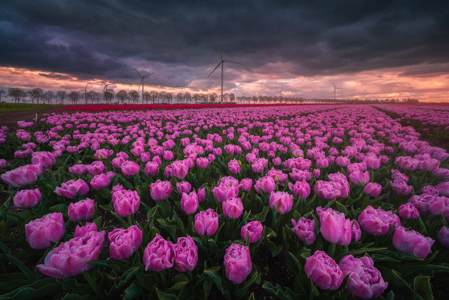 Hoa tulip bắt nguồn từ vùng Hymalaya, sau đó, được chuyển đến và trồng rất nhiều ở Iran, Thổ Nhĩ Kỳ. Tên “tulip” xuất phát từ chữ “tulbend” của Thổ Nhĩ Kỳ và “delband” của người Ba Tư, gọi theo hình dáng của hoa, có nghĩa là khăn quấn.