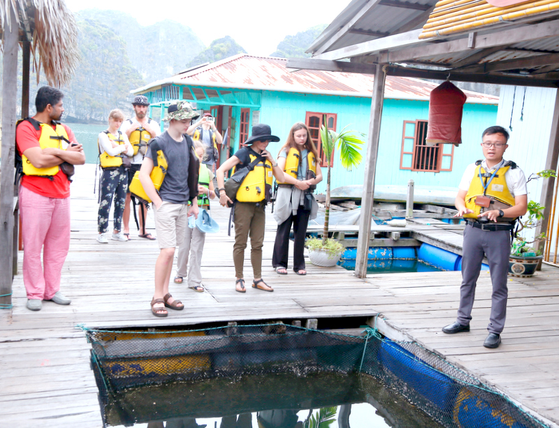 khách du lịch thăm quan mô hình nuôi trồng thủy sản bằng nhà bè tại khu vực Vung Viêng (Ảnh: HTX du lịch dịch vụ Vạn chài Hạ Long)