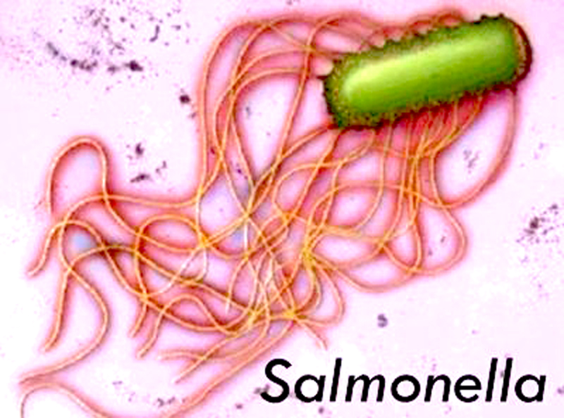 Vi khuẩn Salmonella gây nên bệnh thương hàn. Ảnh: Internet.