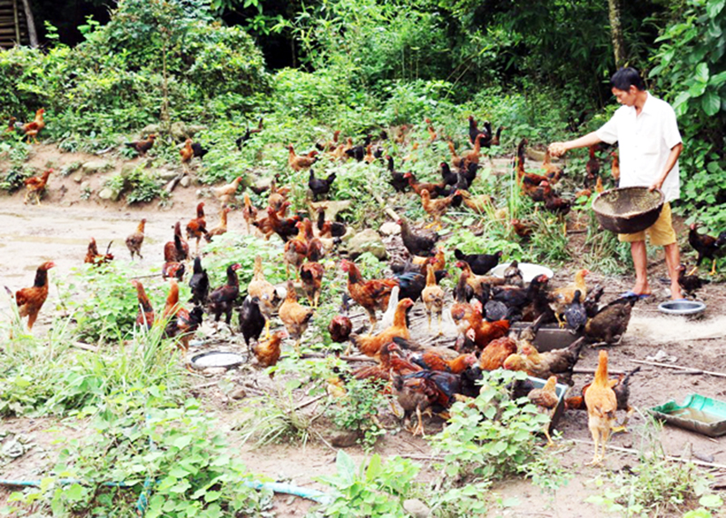 Người dân thôn Khe Lèn, xã Đồng Lâm phát triển mô hình chăn nuôi gà