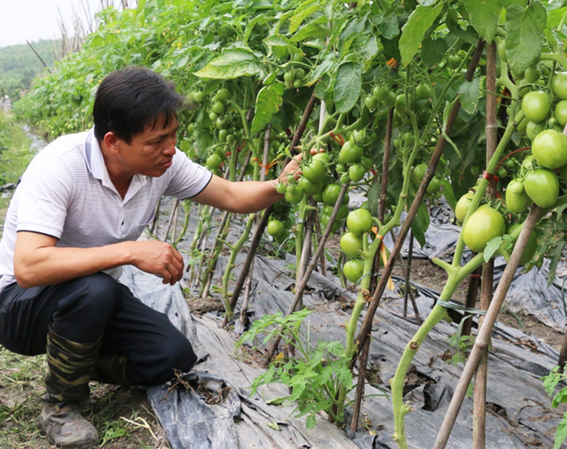 Thành viên HTX nông nghiệp Hương Việt (phường Bắc Sơn) chăm sóc cây trồng