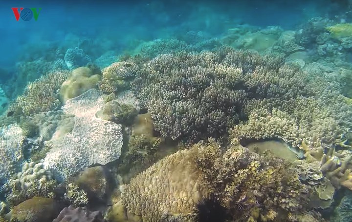   Lặn ngắm san hô cũng là trải nghiệm không thể bỏ qua, du khách có thể dễ dàng chiêm ngưỡng những rạn san hô đầy màu sắc nằm sát mặt nước chỉ bằng cách mặc áo phao, đeo kính bơi và úp mặt xuống nước.