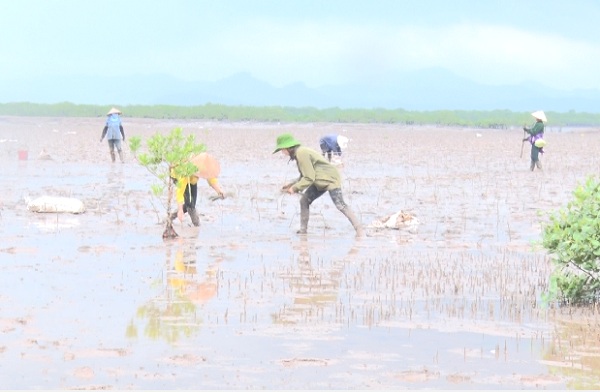 Người dân xã Đồng Rui, huyện Tiên Yên, ra quân trồng rừng ngập mặn.
