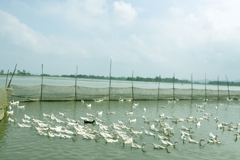 Người dân nuôi vịt trên hồ nước ngọt thôn Hạ, xã Đồng Rui, Tiên Yên gây ô nhiễm nguồn nước.