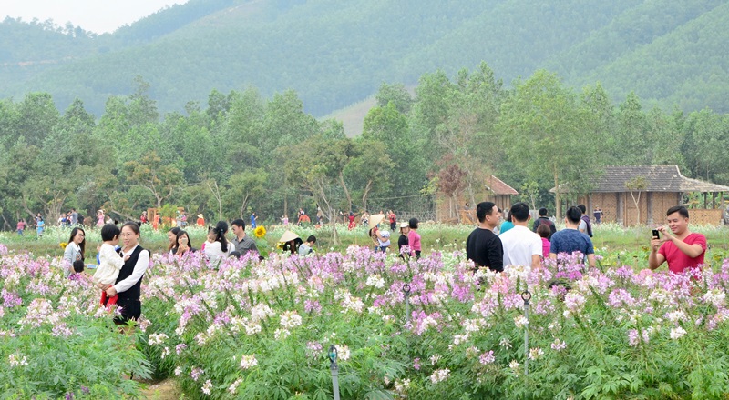 Du khách chụp ảnh thích thú chụp ảnh tại Thiên đường Hoa Quảng La của HTX Nông dược xanh Tinh Hoa (huyện Hoành Bồ)