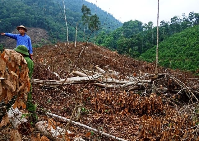 Gần 11ha rừng ở xã An Thắng bị “xóa sổ”.