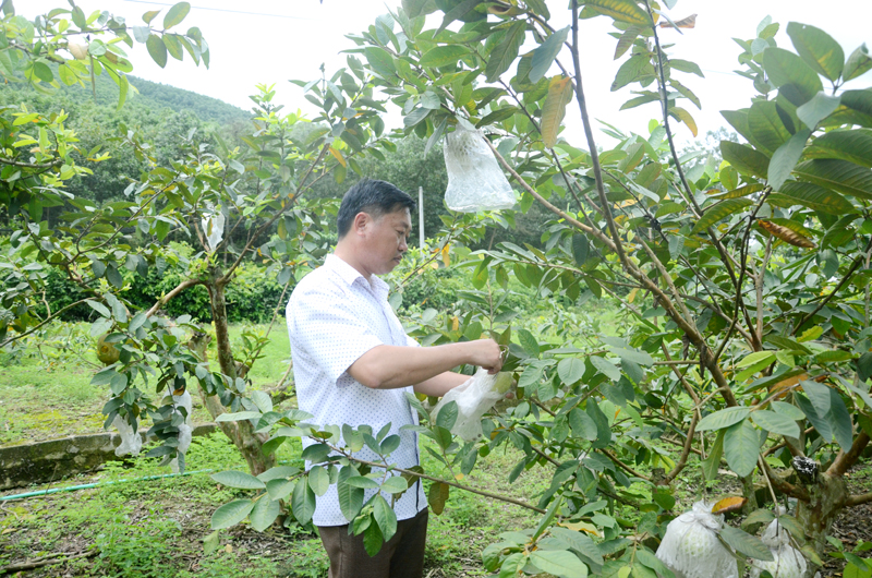 Người dân thôn 1, xã Dân Chủ, huyện Hoành Bồ chăm sóc vườn ổi của gia đình.