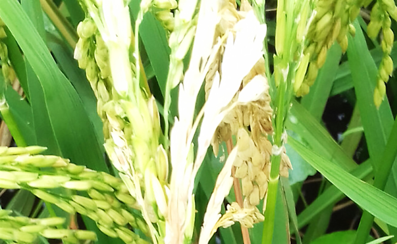 Bệnh đạo ôn cổ bông khiến lúa bị lép hạt, giảm hoặc mất sản lượng