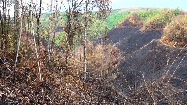 Nhiều diện tích rừng bị tàn phá, đất rừng bị mua bán trái phép tại huyện Đác G’long, tỉnh Đác Nông.