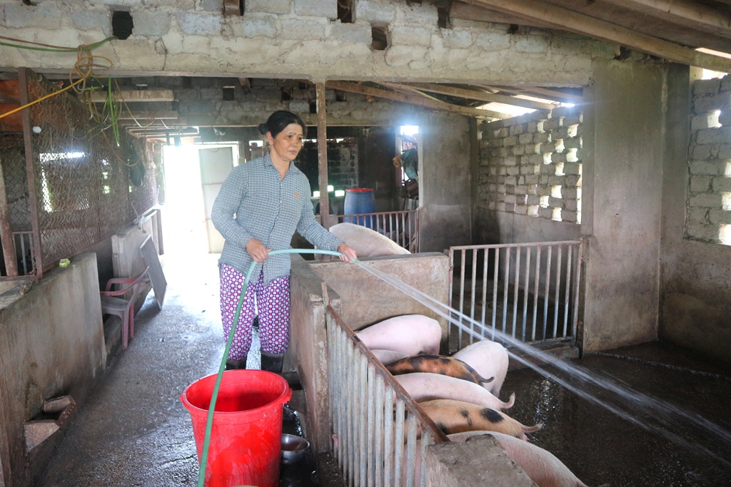 Gi a đình chị Lê Thị Lan (khu 3, phường Nam Hòa, TX Quảng Yên) phát triển mô hình chăn nuôi, tạo nguồn thu nhập cho gia đình
