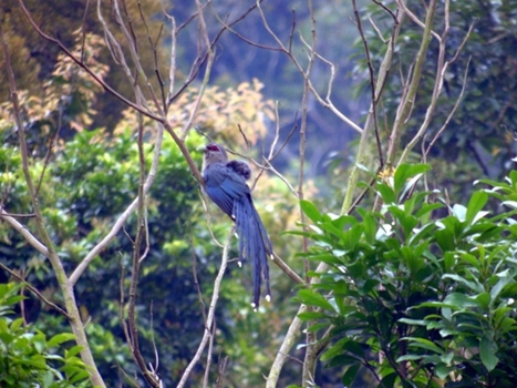 Khu vực Quảng Nam Châu có hệ sinh thái phong phú. Ảnh:  Chim phướn lớn ở rừng Quảng Nam Châu