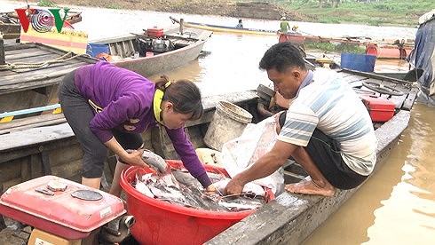 Người dân nuôi cá trên sông La Ngà đang vớt những con cá chết lên thuyền.