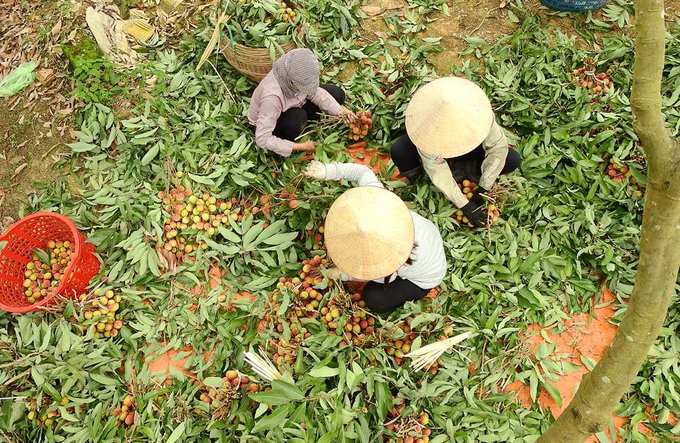According to local authorities, in 2018, the fruits are grown on 371 hectares in accordance with Vietnam Good Agriculture Practice, yielding some 3,500-4,000 tons of fruits.