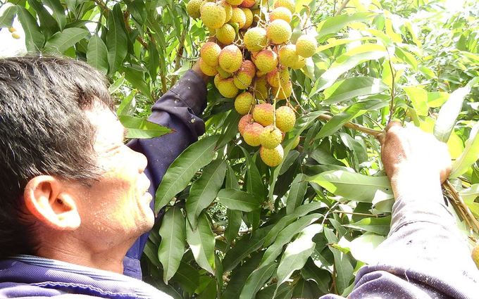 Gardener Tran Van Duong, 60, says his family cares for 170 litchi trees, using advanced technologies, for a yield of 8-10 tons of fruits, earning some VND300 million, compared to VND200 million in 2017.