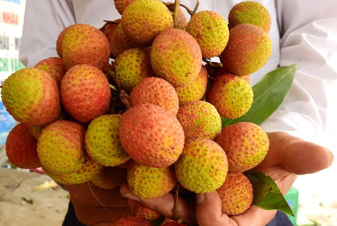 Early fruits are sold at VND28,000-30,000 per kilogram.