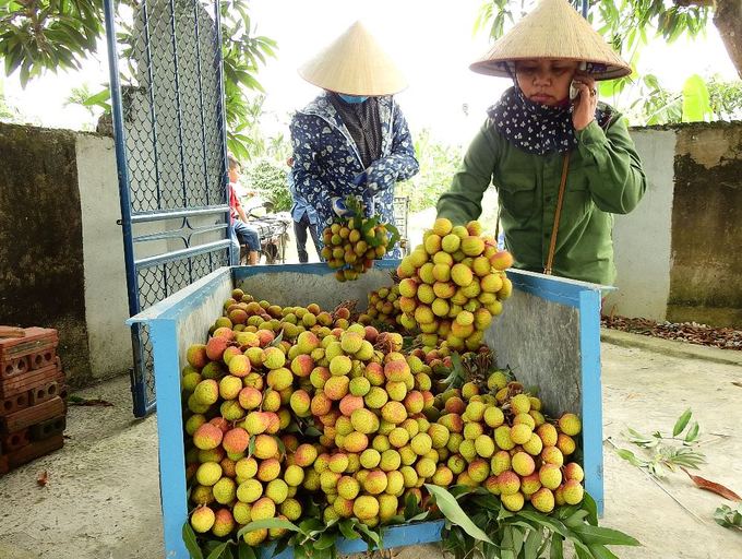 Each day, dozens of traders come to buy the fruits.