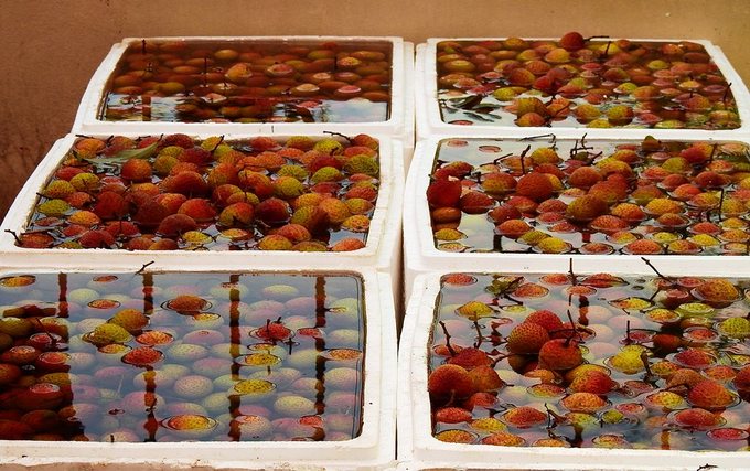 The fruits are chilled in ice water before being packed in soft packages.