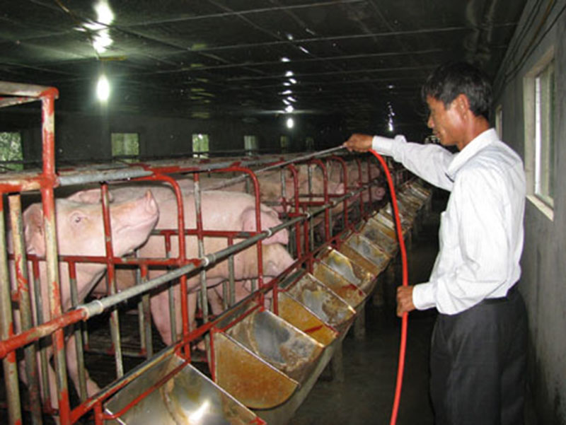 Chủ trang trại lợn tại hà An (TX Quảng Yên) phun nước tắm lợn, ửa chuống để chống nóng