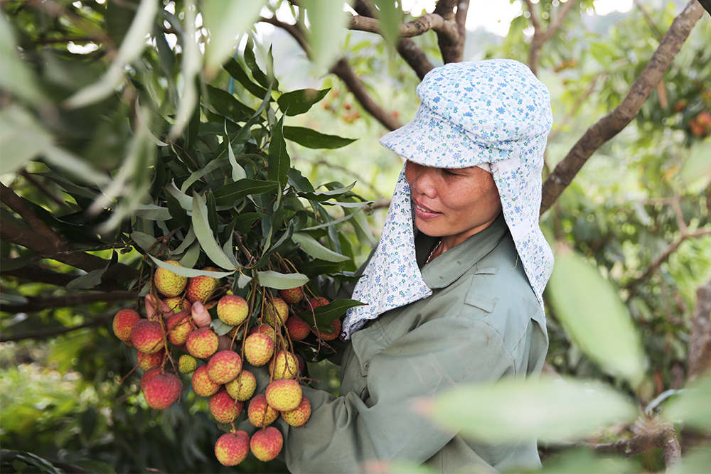 Ổn định "đầu ra" cho nông sản