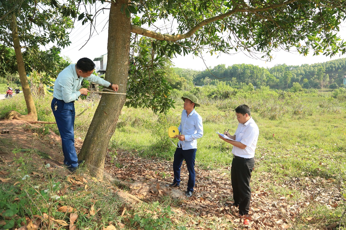Cán bộ Trung tâm Phát triển quỹ đất, địa chính xã kiểm đếm diện tích cây màu trong phạm vi GPMB cao tốc Vân Đồn - Móng Cái.