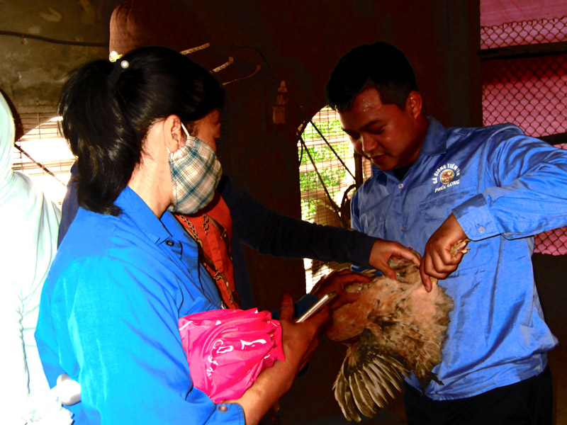 Cán bộ trang trại gà Tiên Yên Phúc Long hướng dẫn các công nhân kỹ thuật chăm sóc sức khoẻ cho gà.