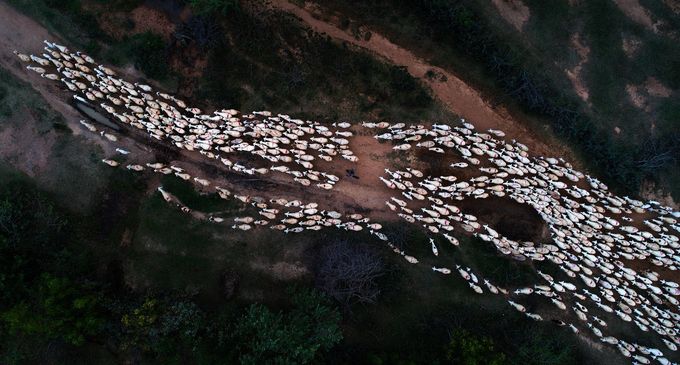 Hình ảnh đàn cừu trở về sau một ngày chăn thả được nhiếp ảnh gia Trung Phạm chụp bằng flycam tại tỉnh Ninh Thuận. Đây tác phẩm được chọn là ảnh của ngày 24/5.