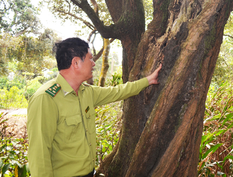 Cán bộ Hạt Kiểm lâm huyện Cô Tô kiểm tra tình hình sâu bệnh cây rừng tự nhiên
