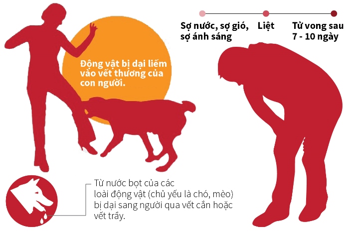 Vào mùa nắng nóng, cẩn trọng với bệnh dại