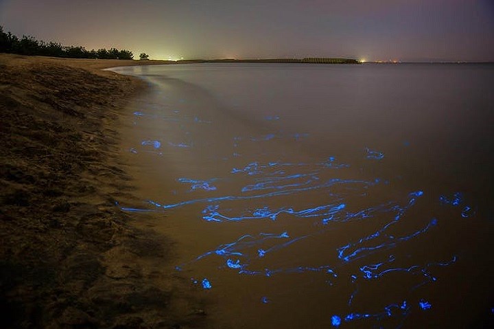   “Thủy triều xanh” ở Vịnh Toyama, Nhật Bản: Từ giữa tháng 3 và tháng 6 hàng năm, 14 km bờ biển của vịnh Toyama sẽ được thắp sáng bởi ánh sáng xanh của loài mực đặc hữu nơi đây. Người dân nơi đây đặt tên chúng là 