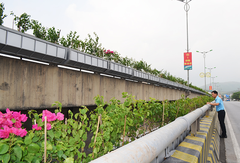 Thành cầu sông Sinh được lắp đặt các giá trồng hoa cây hoa giấy