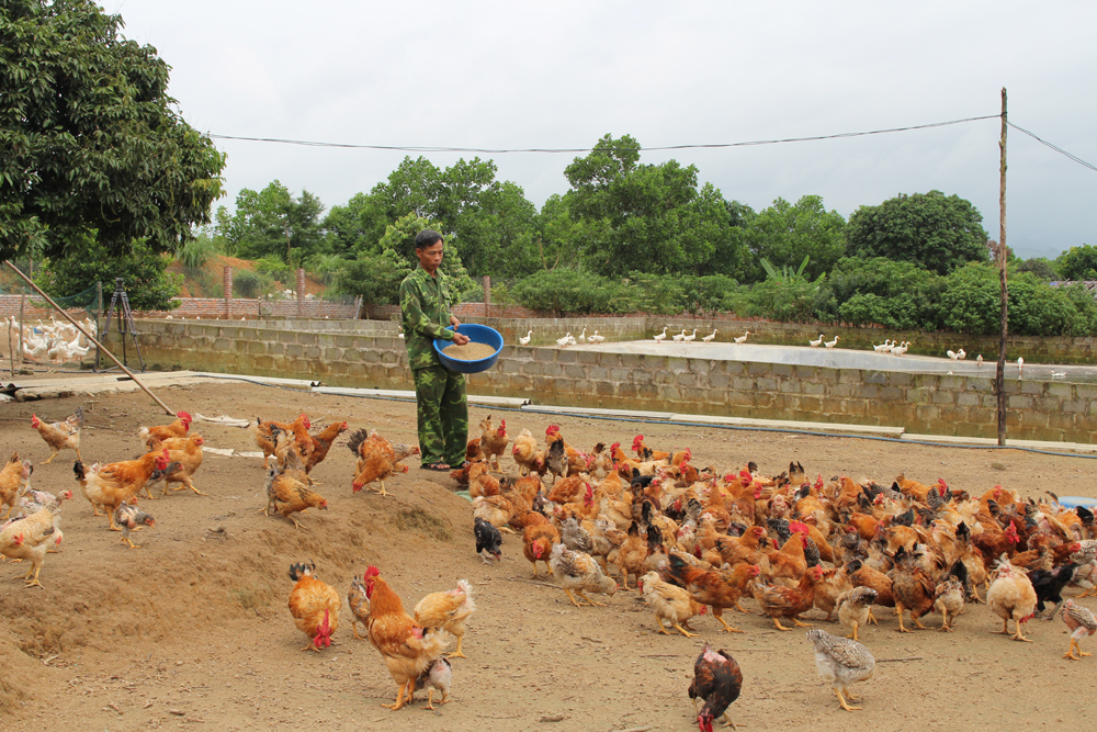 Mô hình chăn nuôi tập trung của người dân xã Tân Bình mang lại hiệu quả kinh tế cao.