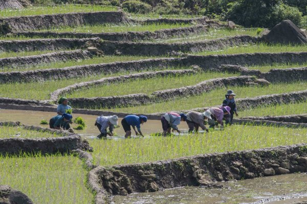 Người dân địa phương đang cấy lúa để đến cuối tháng 9, đầu tháng 10 thu hoạch, đây cũng là thời điểm vùng đất này trở thành điểm đến không thể không đến của nhiều người dân trong nước lẫn du khách quốc tế.