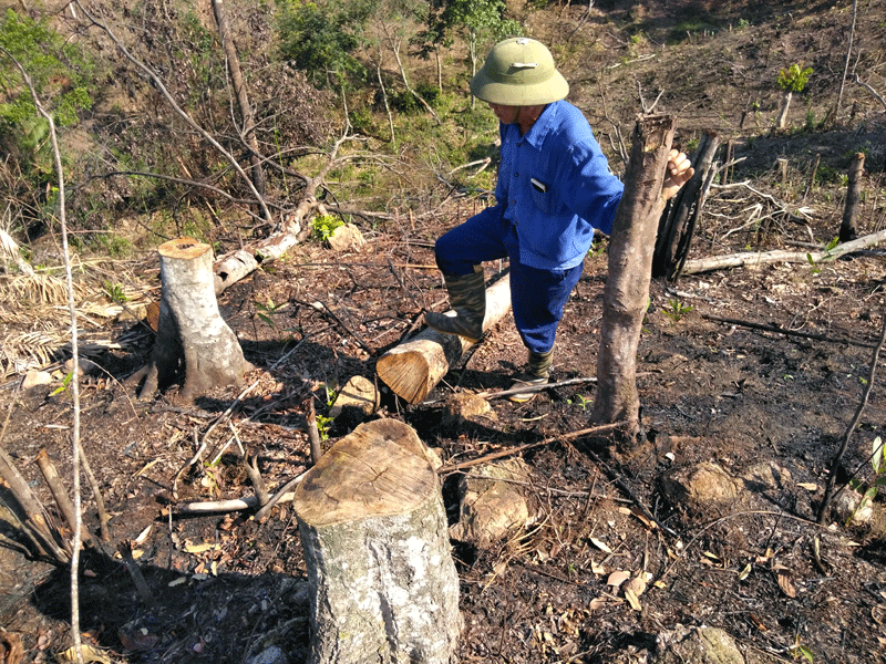 Nhiều cây rừng tự nhiên tại lô 6, khoảng 10, tiểu khu 310, xã Quảng Sơn bị chặt phá.
