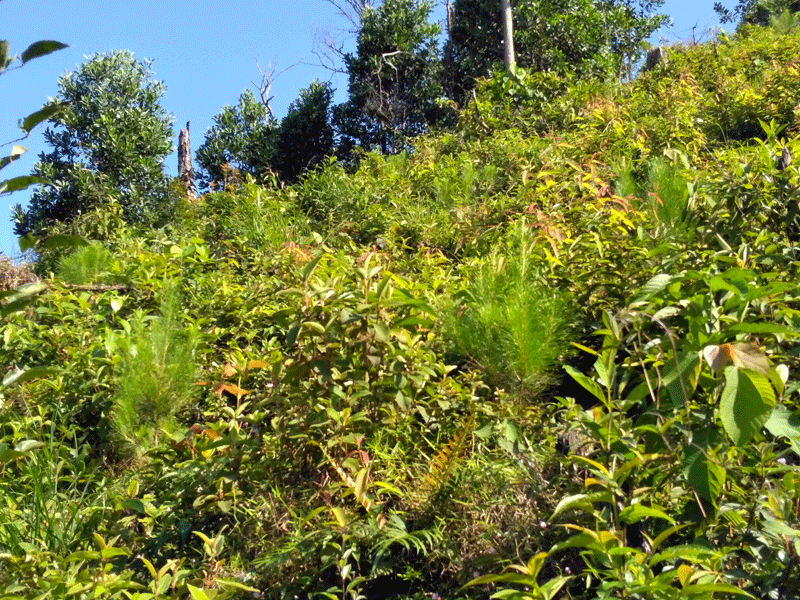 Hàng chục ha thông được trồng thay thế vào những diện tích rừng bị chặt từ năm 2015 nhưng đến nay mới chỉ cao khoảng 30-50 cm.