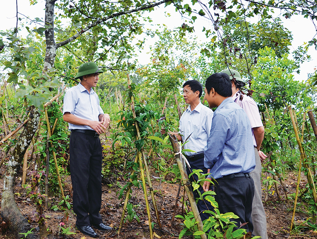 Người dân xã Kỳ Thượng trồng ba kích dưới tán rừng