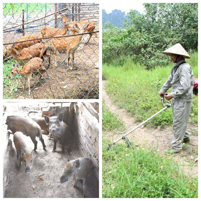 CCB Phạm Văn Toản thực hiện rất tốt mô hình nuôi lợn rừng hươu sao trên đảo