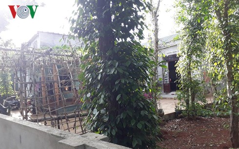 Ngôi nhà nơi lực lượng chức năng bắt quả tang vụ đánh bạc tại huyện Vĩnh Linh.
