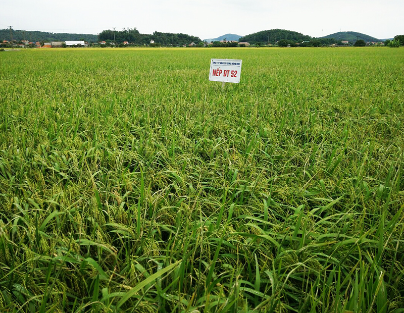 Cây lúa trên địa bàn thị xã Đông Triều ước đạt năng suất đến 70 tạ/ha