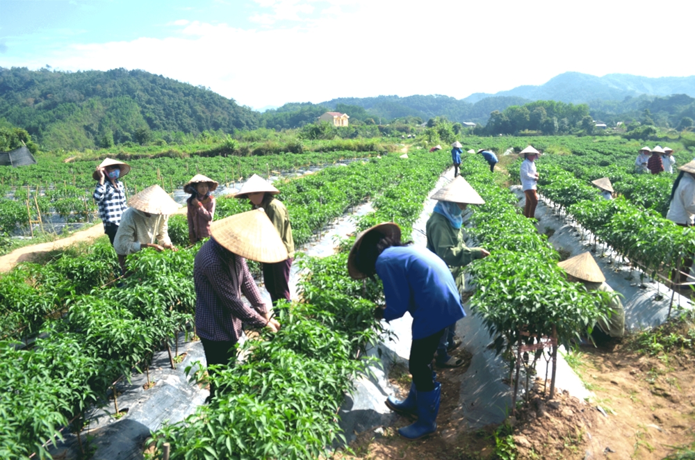 Mô hình trồng ớt ở thôn Bắc Buông - Khe Chanh (Hà Lâu) tạo việc làm cho nhiều người dân. Ảnh: Công Thành