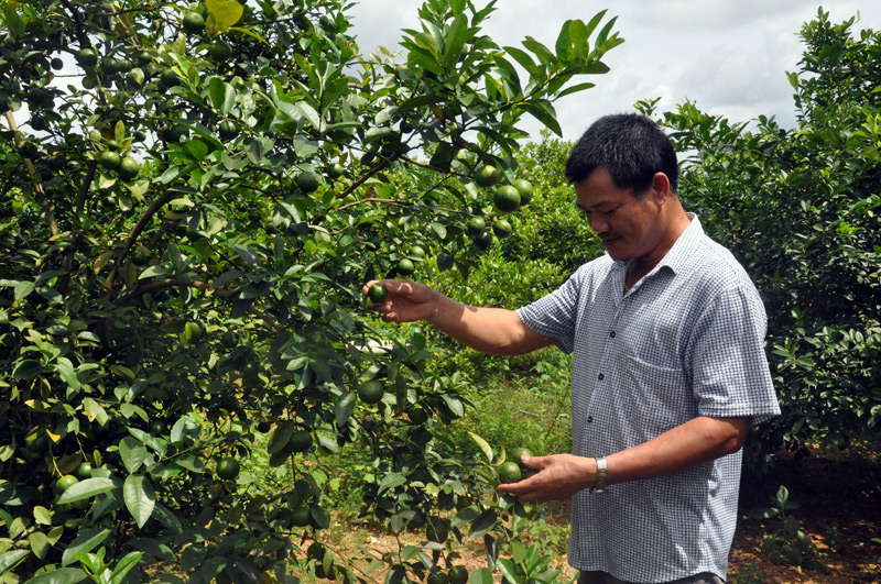 mô hình vườn mẫu của hộ gia đình anh Vũ Văn Thiết thu mỗi năm hơn 19,5 tấn quả tươi, sản xuất 11.000 lọ siro chanh đào được thị trường ưa chuộng. 