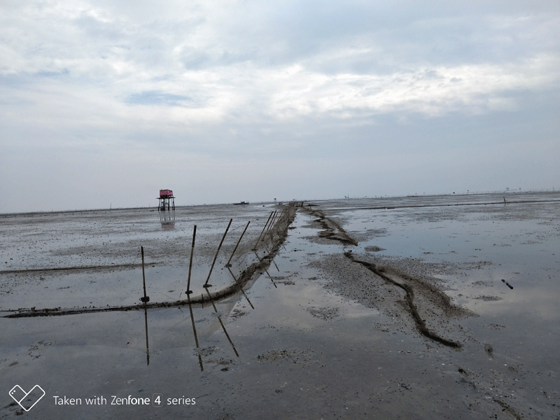 Các bãi cọc, lưới quây, chòi canh trên khu vực bãi triều dành cho khai thác tự nhiên cứ lớn dần. Ngay sau khi lực lượng chức năng của xã Phú Hải, huyện Hải Hà