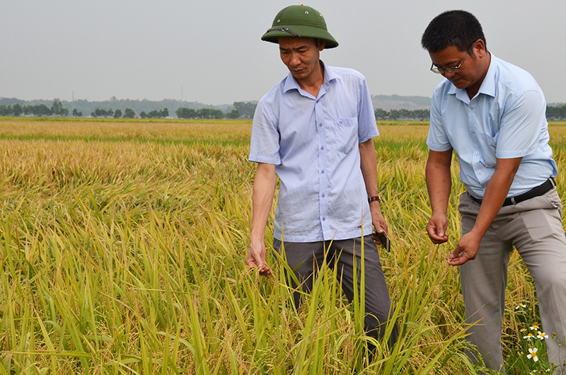  Lãnh đạo Phòng Kinh tế TX Quảng Yên kiểm tra tình hình sản xuất lúa vụ xuân trên địa bàn
