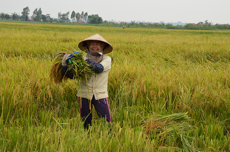 Niềm vui được mùa trên gương mặt người nông dân Quảng Yên