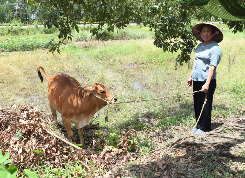 Bà cuộc sống có thêm thu nhập tốt hơn từ khi được nhận bê giống của Hội NNCĐDC/Dioxin phường Đông Mai