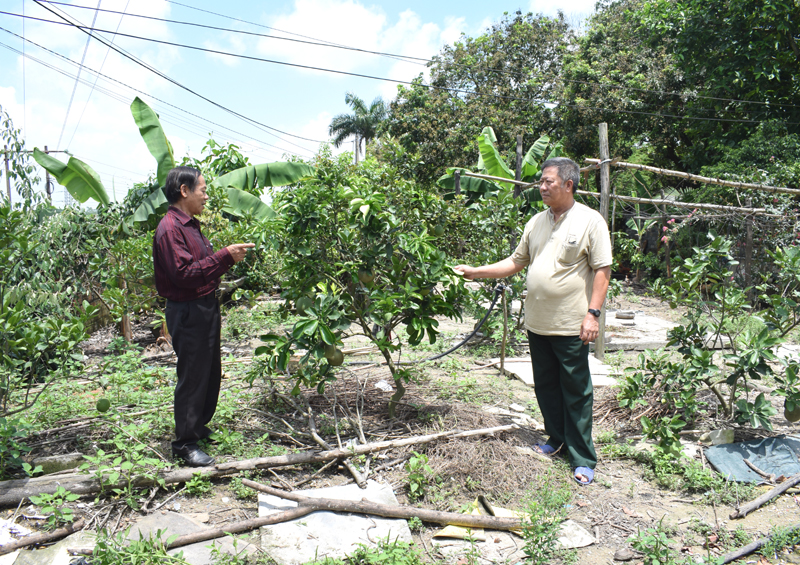 Các CCB ở Hội NNCĐDC/Dioxin phường Đông Mai đang trao dổi với nhau về kỹ thuật trồng cây ăn quả