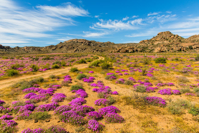 Sa mạc Namaqualand, Nam Phi/Namibia: Sa mạc Namaqualand khô cằn quanh năm nhưng sẽ trở thành thiên đường vào mùa xuân, khi hàng trăm km được phủ một thảm hoa đầy màu sắc.